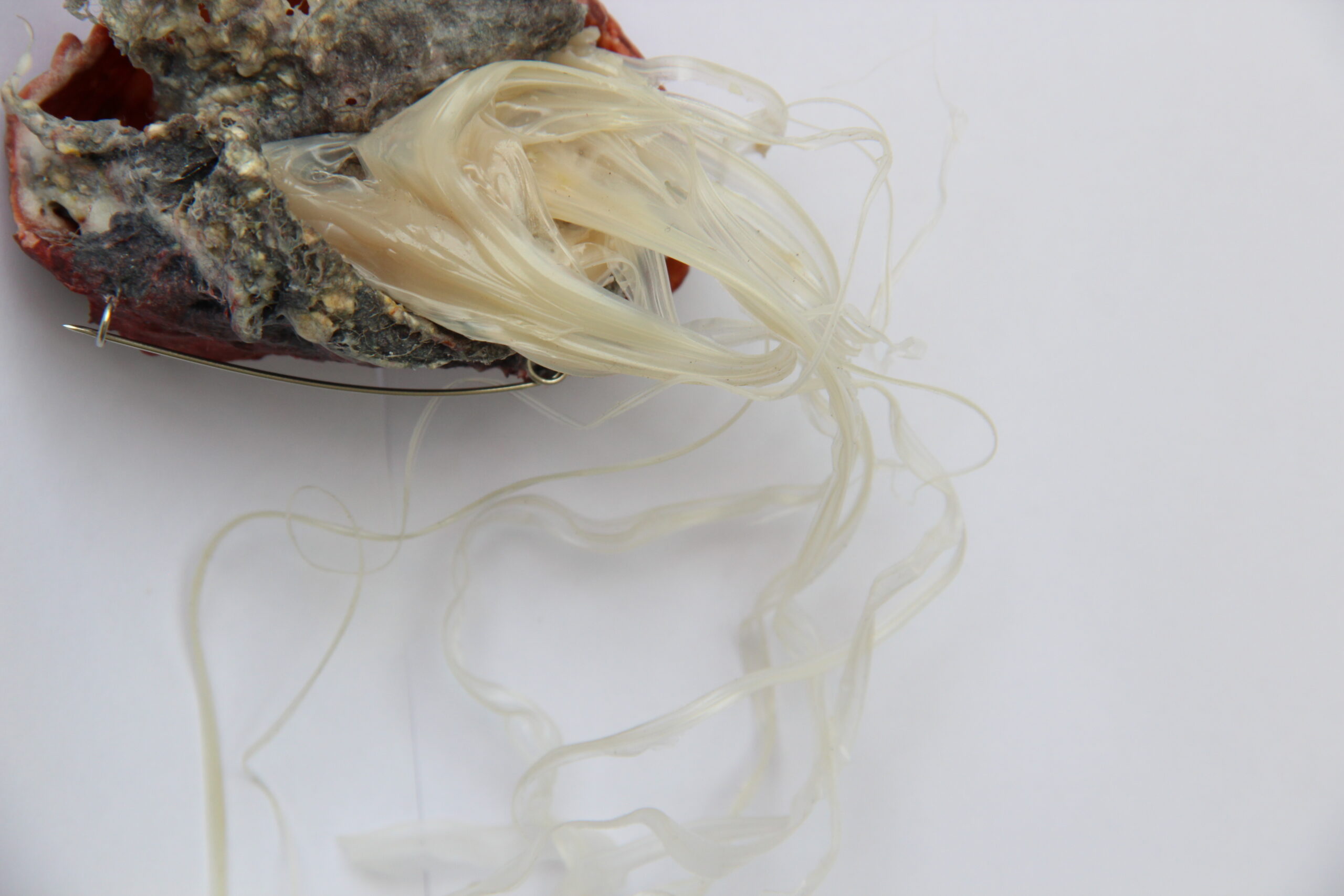 INCARNATED NATURE –  NATURALEZA ENCARNADA